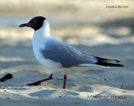 Mouette rieuse_7013.jpg